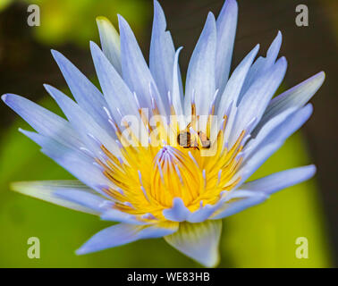 Lila Wasser Lilly Blume mit Biene Stockfoto