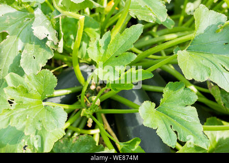 Grün Kürbis im Garten, schöne große Blätter, Nahaufnahme Stockfoto