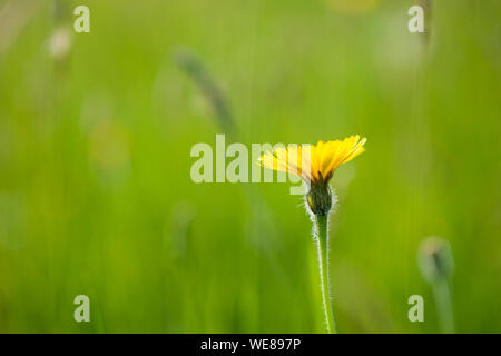 Rough hawkbit oder Borstig hawkbit (Leontodon hispidus) Blütezeit im späten Frühjahr auf einer Wiese am Draycott Whitby Naturschutzgebiet in der Mendip Hills in Somerset, England. Stockfoto