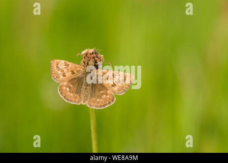 Eine Nahaufnahme von einem Schmuddeligen skipper (erynnis Tages) Butterfly an Draycott Whitby in der Mendip Hills in Somerset, England. Stockfoto