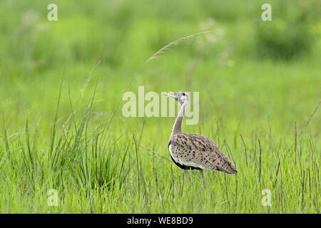 Burundi, Nationalpark Rusizi, Black-bellied Bustard (Lissotis melanogaster) Stockfoto