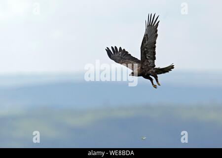 Burundi, Nationalpark Ruvubu, Schreiadler (Clanga pomarina) Stockfoto