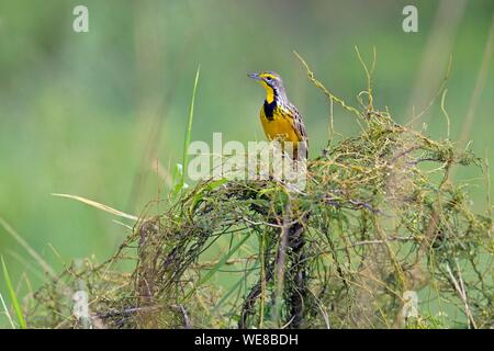 Burundi, Nationalpark Rusizi, Yellow-throated Longclaw (Macronyx croceus) Stockfoto