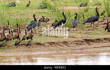 Burundi, Nationalpark Rusizi, Nilkrokodil (Crocodylus niloticus), White-faced Whistling Duck (Dendrocygna viduata) Stockfoto