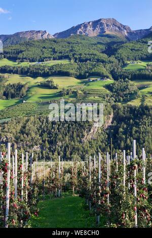 Italien, Autonome Provinz Bozen, Vinschgau, apfelbäumen am Fuße eines grünen Berg Stockfoto