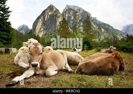 Italien, Autonome Provinz Bozen, Hochpustertal, Dolomiten, Kühe liegen vor Tre Cime di Lavaredo, berühmten Gipfeln der Dolomiten Stockfoto