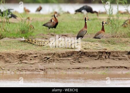 Burundi, Nationalpark Rusizi, Nilkrokodil (Crocodylus niloticus), White-faced Whistling Duck (Dendrocygna viduata) Stockfoto