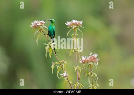 Burundi, kibira National Park, Malachit Sunbird (Nectarinia famosa) Stockfoto