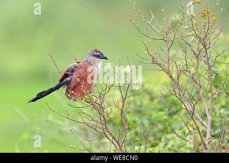 Burundi, Nationalpark Rusizi, Weiß der tiefsten Couca (Centropus Superciliosus) Stockfoto