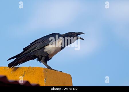 Burundi, Nkoma, Kumoso, pied Crow (Corvus albus) Stockfoto