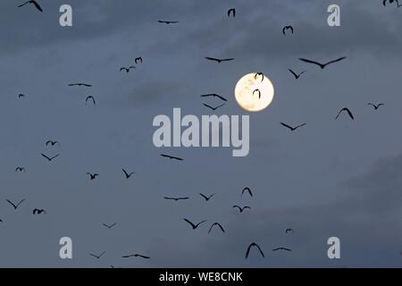 Burundi, Bujumbura, Afrikanische gelblich gefärbtes Obst - bat (Eidolon helvum) Stockfoto