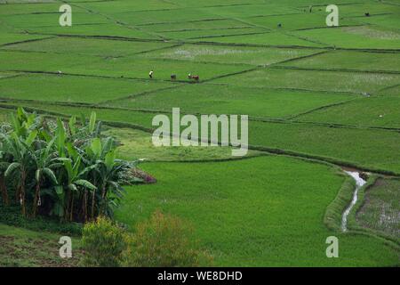 Ruanda, Zentrum des Landes, Bauern in einem Chlorophyll grüner Tee Plantage arbeiten Stockfoto