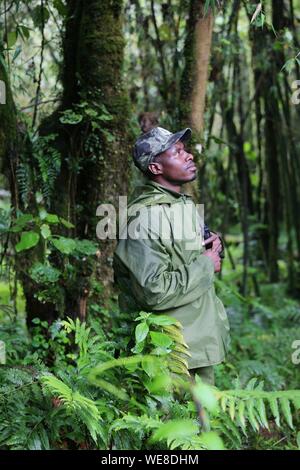 Ruanda Volcanoes National Park, ruandischen Ranger mit einem Walkie talkie in der Hand in der Mitte des Waldes Stockfoto