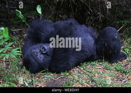 Ruanda Volcanoes National Park, Mountain Gorilla in einem Gebuesch auf dem Spielplatz gelegen Stockfoto