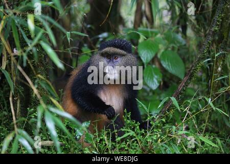 Ruanda Volcanoes National Park, golden Monkey auf dem Waldboden Stockfoto