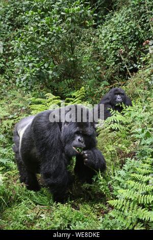 Ruanda Volcanoes National Park, männlichen Mountain Gorilla oder Silverback zu Fuß in einer Waldlichtung Stockfoto