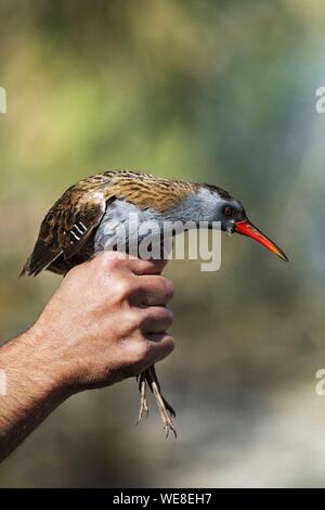 Israel, South District, Eilat, das Vogelschutzgebiet Stockfoto