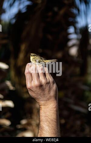 Israel, South District, Eilat, das Vogelschutzgebiet Stockfoto