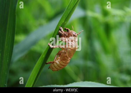 Zikade Schalen von Mauser mit natürlichen, grünen Hintergrund, Leere Insektenlarven Shell auf Gras Blatt Stockfoto