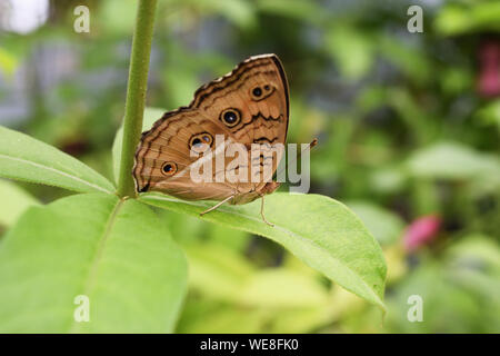 Der Pfau Pansy (Junonia almana) Schmetterling auf Blatt mit natürlichen, grünen Hintergrund, Muster ähnlich den Augen auf dem Flügel von orange Farbe insekt Stockfoto