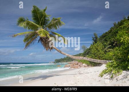 Seychellen, La Digue, Anse Fourmis, Strand mit Palmen Stockfoto