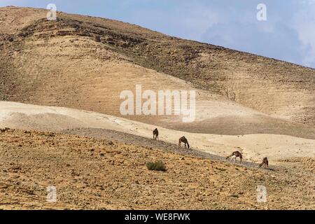 Israel, Judäa und Samaria region, Judäische Wüste, Kfar Hanokdim, Bereich von Massada Nationalpark in Ein Gedi Naturreservat Stockfoto