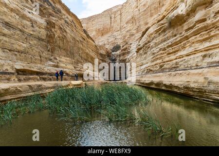 Israel, South District, Wüste Negev, Ein avdat Canyon Stockfoto