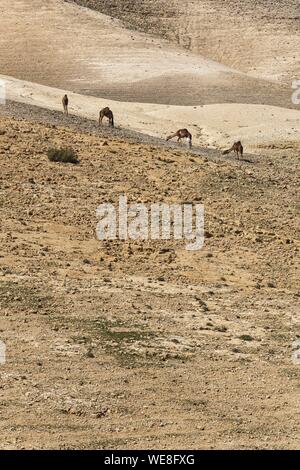 Israel, Judäa und Samaria region, Judäische Wüste, Kfar Hanokdim, Bereich von Massada Nationalpark in Ein Gedi Naturreservat Stockfoto