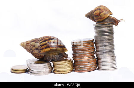 Zwei Schnecke klettern Haufen Münzen auf weißem Hintergrund, Sieg und Erfolg von Geduld, während langsames Wirtschaftswachstum, Wettbewerb, in der kleinen Gruppe Stockfoto