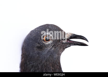 Kopf einer Taube isoliert auf weißem Hintergrund, blau-grauen Fell und braunen Augen der taube vogel Stockfoto