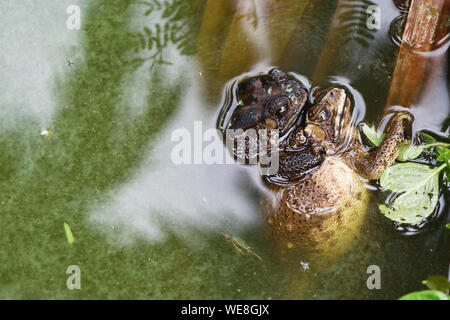 Frösche sind Paarung in grünes Wasser, Amphibien im tropischen Asien, lokale Kreatur in Thailand, der Geschlechtsorgane tierischen, asiatische Erdkröte Stockfoto