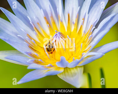 Lila Wasser Lilly Blume mit Biene Stockfoto