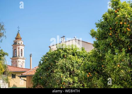 Frankreich, Alpes-Maritimes, Menton, Orange Grove und Glockenturm der Kapelle der Unbefleckten Empfängnis, oder Weißen Büßer Stockfoto