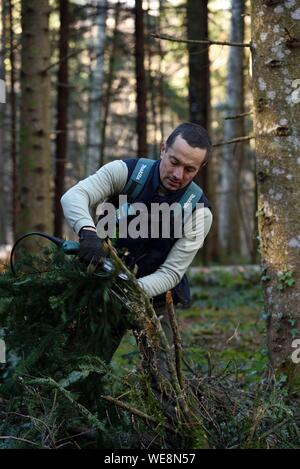 Frankreich, Doubs, Rennes-sur-Loue, Wald, Aromacomtois, Hersteller von ätherischen Ölen von Jura Nadelholz in Besancon, Ernte der Zweige Tanne (Abies alba) für die Destillation Stockfoto