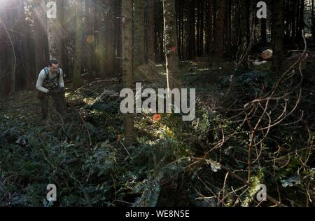 Frankreich, Doubs, Rennes-sur-Loue, Wald, Aromacomtois, Hersteller von ätherischen Ölen von Jura Nadelholz in Besancon, Ernte der Zweige Tanne (Abies alba) für die Destillation Stockfoto