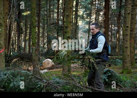 Frankreich, Doubs, Rennes-sur-Loue, Wald, Aromacomtois, Hersteller von ätherischen Ölen von Jura Nadelholz in Besancon, Ernte der Zweige Tanne (Abies alba) für die Destillation Stockfoto