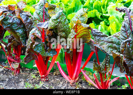Sauer Blatt culinair Gemüse rot Rhabarber wachsen im Garten Stockfoto