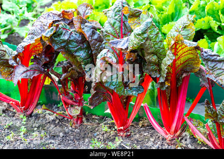 Sauer Blatt culinair Gemüse rot Rhabarber wachsen im Garten Stockfoto