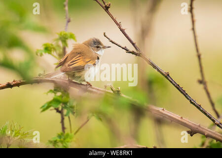 Vogelperspektive Whitethroat Sylvia Communis, singen um ein Weibchen während der Brutzeit im Frühjahr zu gewinnen Stockfoto