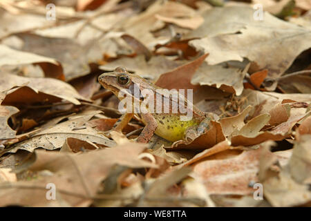 Agile Frog (Rana dalmatina) ruhen unter Blattsänfte, Bulgarien, April Stockfoto