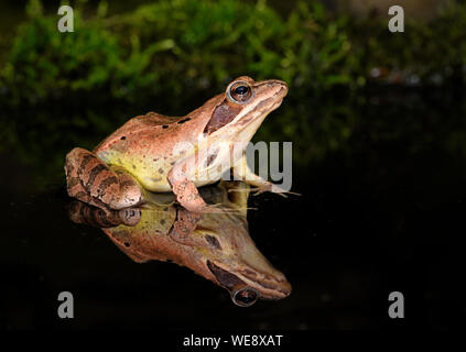 Agile Frog (Rana dalmatina) in Ruhe mit relection in Wasser, Bulgarien, April Stockfoto