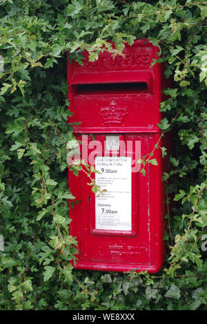 Red Royal Mail Post Box in einer Hecke in Coldingham Bay Stockfoto