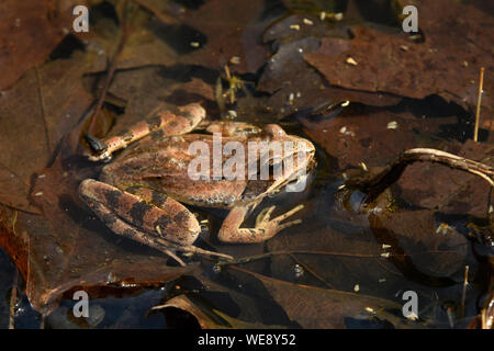 Agile Frog (Rana dalmatina) im flachen Wasser ruhen, Bulgarien, April Stockfoto