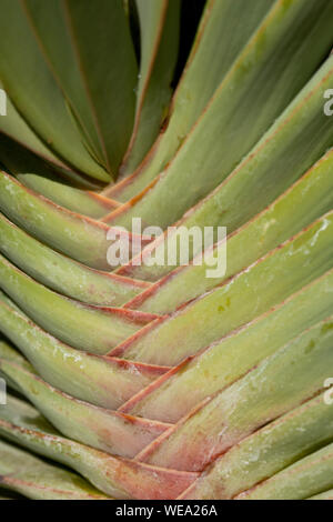Verriegelung Blätter einer fächerförmigen Kumara Plicatilis Anlage Stockfoto