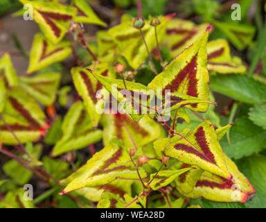 Ein persicaria Runcinata 'Purple Fantasy' Purple Fantasy' zu schließen. Stockfoto