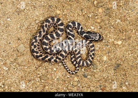 Vier - gezeichnete Schlange (Elaphe quatourlineata) juvenile eingerollt, ruht auf Sand, Bulgarien, April Stockfoto