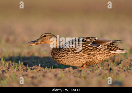 Mallard/Wild Duck/Stockente (Anas platyrhynchos), erwachsene Frau, Fütterung auf wachsende Weizenfeld, Ain, Beweidung auf Ackerland, Wildlife, Europa. Stockfoto