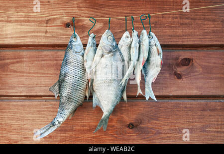 Getrocknete Fische gesalzen hängend an einem Seil gegen die Holzwand, Frontansicht Meeresfrüchte Stockfoto