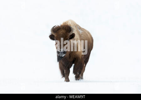 Amerikanischer Bison / Bison (Bison Bison) im Winter, erwachsenes Weibchen läuft direkt auf die Fotografen, Vorderansicht, Yellowstone Bereich, Wyoming, USA Stockfoto