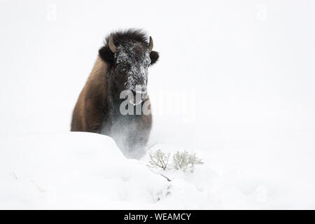 Bison/Amerikanischer Bison (Bison bison) im Winter, Durchbrechen einen kleinen Hügel der tiefen weichen Schnee, frontal geschossen, Yellowstone Nationa Stockfoto